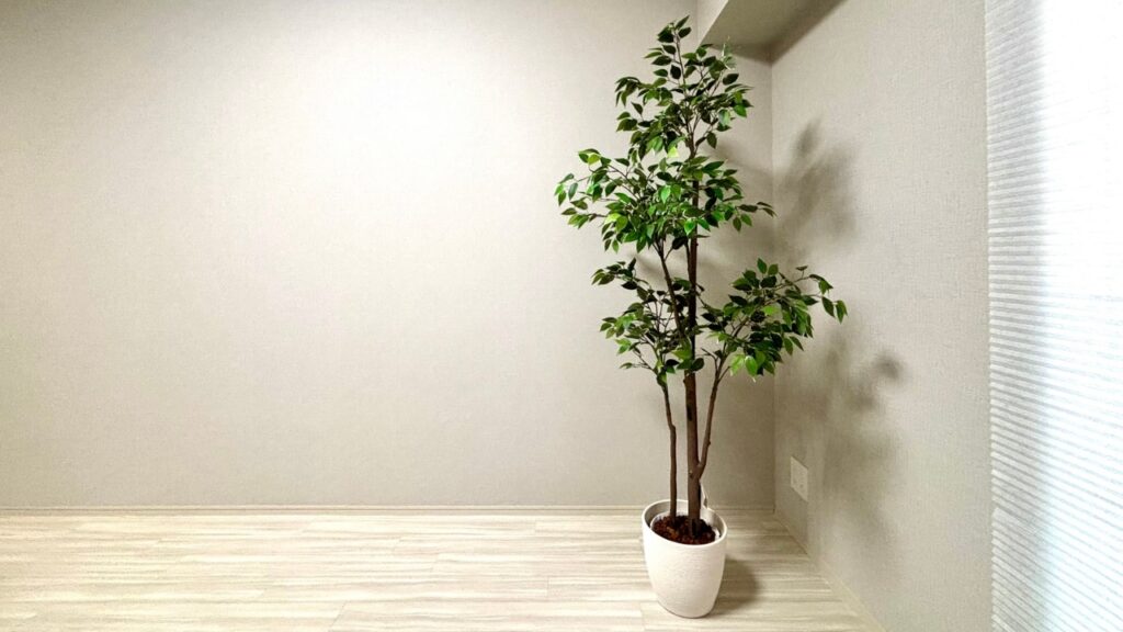 白を基調としたシンプルな部屋にある１本の観葉植物